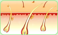Hair follicles